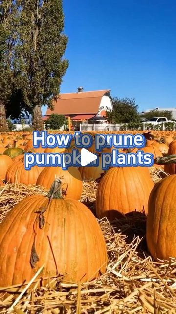 SeedToHarvest on Instagram: "Tips for planting pumpkins #garden #gardening #gardeningtips #planting #pumpkin" Pumpkin Patch Garden, Pumpkin Plant, Planting Pumpkins, Pumpkin Garden, Growing Pumpkins, Banyan Tree, May 11, Instagram Tips, Garden And Yard