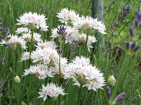 Allium amplectens 'Graceful Beauty' | California Flora Nursery Part Shade Flowers, Small Nurseries, Meadow Garden, Shade Flowers, Plant Images, Garden Bulbs, Native Garden, Drought Tolerant Plants, Backyard Garden Design