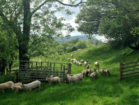 Herd Of Sheep, Herdwick Sheep, Cumbria England, Skai Jackson, Sheep Farm, Ayat Alkitab, The Good Shepherd, Kitchen Window, Aquitaine