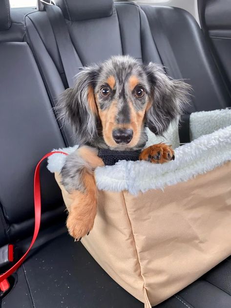 Dapple Dachshund Long Haired, Dapple Dachshund Puppy, Dapple Dachshund, Long Haired Dachshund, Dachshund Mix, Funny Dachshund, Mini Dachshund, Dachshund Puppies, Dachshund Lovers