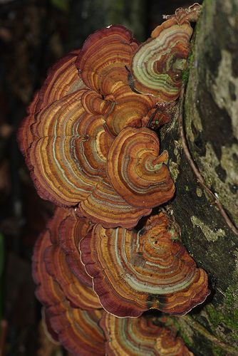 ˚Shelf fungi Shelf Fungi, Mushroom Witch, Fantastic Fungi, Fungi Art, Clay Pigeons, Lichen Moss, Mushroom Pictures, Growth And Decay, Relief Art