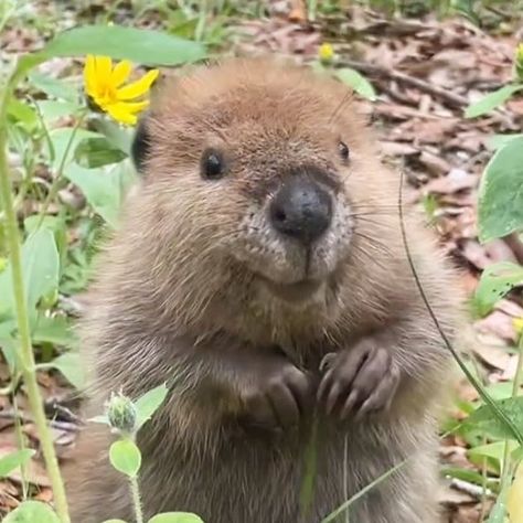 Beaver Cute, Baby Beaver, Trend Tiktok, Silly Animals, Rodents, Petunias, Ducks, Childrens Books, Cute Animals