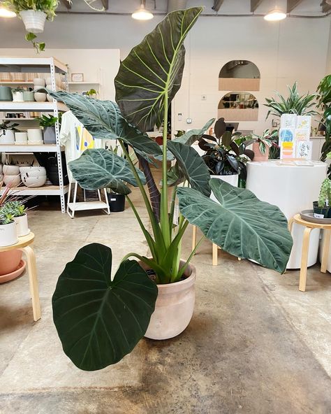 Alocasia Regal Shields, Green House, Happy Friday, House Plants, Plants, Green, On Instagram, Quick Saves, Instagram