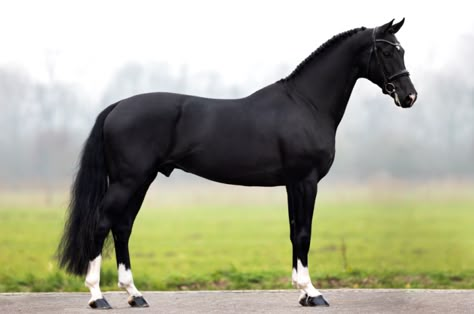 Thoroughbred Horse Black, Black Thoroughbred Horse, Black Warmblood Horse, Dutch Warmblood Horse, Throughbred Horses, All Horse Breeds, Horse Riding Aesthetic, Dutch Warmblood, Warmblood Horses