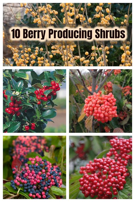 Coralberry Bush, Service Berry Bush, Coral Berry Shrub, Serviceberry Shrub, Winterberry Bush, Winter Berry Bush, Proud Berry Coral Berry Shrub, Side Courtyard, Winter Flowers Garden