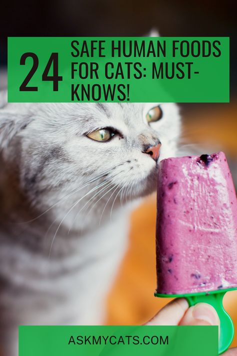 Discover 24 human foods that are safe and delightful for your cat to enjoy! 🐱🍴 #SafeFoods #CatDiet Cat Safe Human Food, Foods Safe For Cats, Cat Safe Foods, Safe Foods For Cats, Human Food For Cats, Foods Cats Can Eat, Homemade Cat Food, Best Cat Food, Cat Diet