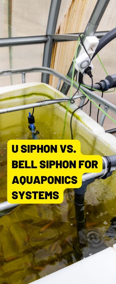 Siphon mechanism with regards to aquaponics or hydroponics is an interesting operation. You’re probably wondering which is better when it comes to U siphon vs. bell siphon. This post will educate you on that. Bell Siphon, Pond Filter System, Commercial Aquaponics, Indoor Hydroponic Gardening, Backyard Aquaponics, All About Water, Aquaponics Diy, Water Flood, Trees Garden