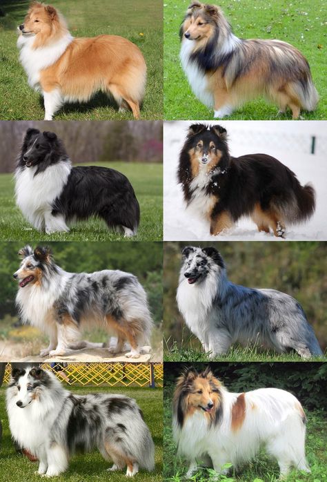 Tri Color Sheltie, Collie Dog Puppy, Sheltie Tri Color, Sheltie Dogs Blue Merle, Shetland Sheepdog Puppy, Sheltie Colors, Shelty Dogs, Shelties Dogs, Sheltie Puppies For Sale