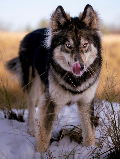 Husky Wolf Mix, Dog Hybrid, Wolfdog Hybrid, Unique Dogs, Wolf Poses, Wolf Dogs, Wolf Husky, Mask Ideas, Timber Wolf