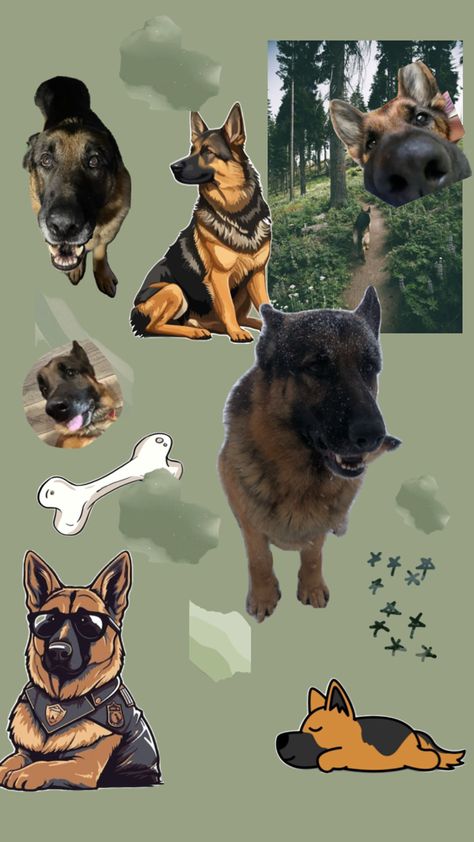 Cute German shepherd/green wallpaper German Wallpaper, German Shepherd Wallpaper, Dog Design Art, Paper Animals, German Shepherds, Green Wallpaper, German Shepherd Dogs, One Piece Anime, Dog Design