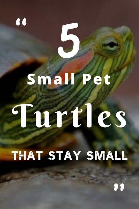 In this article, I will list out all the small pet turtles that stay small. These turtles are incredibly easy to maintain and great as a beginner pet turtle. So, if you are interested, read the whole article!  One of the most common mistakes that beginners do is, they choose a pet turtle without knowing about it. I admit that pet turtles are relatively easy to care for than dogs or cats. d require much more attention than others. ten do mistakes. Pet Turtle Care, Diamondback Terrapin, Turtle Tank Setup, Best Small Pets, Turtles Pet, Spotted Turtle, Turtle Facts, Turtle Care, Tortoise Care