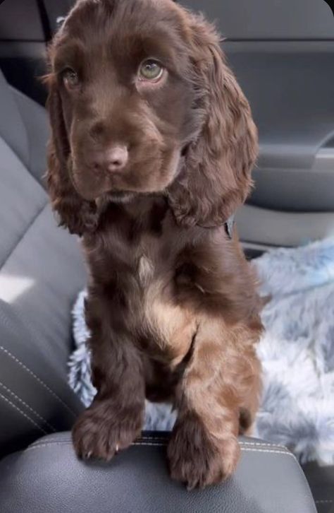 Gold Cocker Spaniel Puppy, Pretty Cocker Spaniel, Spanish Cocker Spaniel, 2 Cocker Spaniels, Cocker Spaniel Dachshund, Teacup Cocker Spaniel, Red Cocker Spaniel Puppies, Liver Cocker Spaniel, Cute Cocker Spaniel Puppies