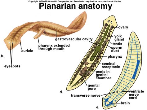 Platyhelminthes Phylum Platyhelminthes, Internal Anatomy, Anatomical Reference, Basic Anatomy, Basic Anatomy And Physiology, Animal Anatomy, Homeschool Learning, Circulatory System, Medical Knowledge