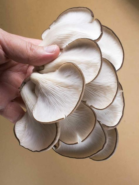 yellow oyster mushrooms Oyster Mushroom Identification, Vegan Oyster Mushroom Recipes, Oyster Stuffing Recipes, Dinner Ideas Seafood, Oysters Mushrooms, Fresh Mushrooms Recipes, Oyster Mushroom Recipes, Oysters Recipes, Seafood Dinner Ideas