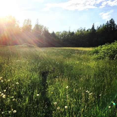 Sunny Grassy Field, Sunny Grass Field Aesthetic, Julianne Aesthetic, Tall Grass Aesthetic, Tall Grass Field, Grass Aesthetic, Sunny Meadow, Grass Painting, Outdoor Aesthetic