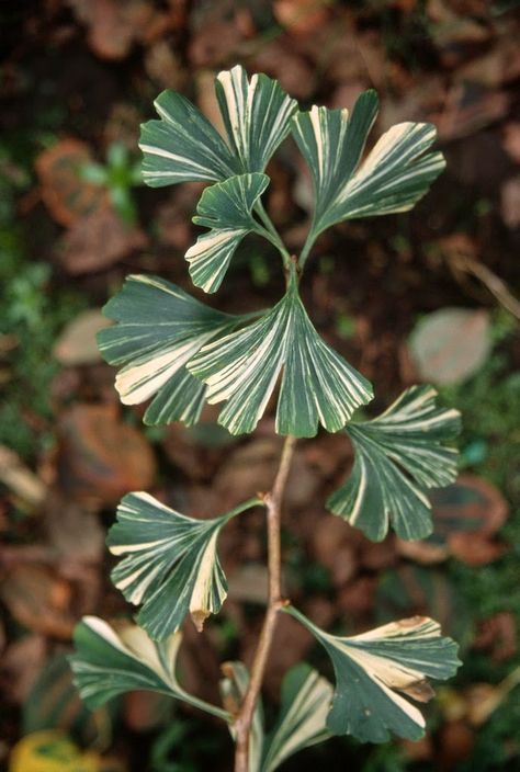 Flora Wonder Blog: At First Fantastic...But Not For Long Ginkgo Tree, Paradise Garden, Plants Are Friends, Get Rich Quick, Variegated Plants, Unusual Plants, Ginkgo Biloba, High Hopes, Colorful Trees