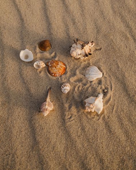 Ready to get inspired by beach vibes and Pinterest-worthy aesthetics? Our Summer Vacay Aesthetic: Beach Essentials is now available for a free download 🖤 . . . #kaboompics #freestockphoto #editorialstockimages #styledphotoshoot #fashion #fashioncollection #fashionbrand #socialmediamarketing #branddesign #femaleentrepreneur #beachaesthetic #summervibes Vacay Aesthetic, Beach Photo Inspiration, Fall Beach, Beachy Aesthetic, Ocean Vibes, Aesthetic Beach, Island Vibes, Beach Essentials, Beach Print