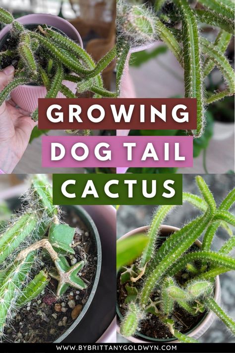 Dogtail Cactus, Dog Tail Cactus, Trough Bathtub, Cactus Varieties, Echeveria Care, Cactus Care, Full Sun Plants, Propagating Succulents, Plant Propagation