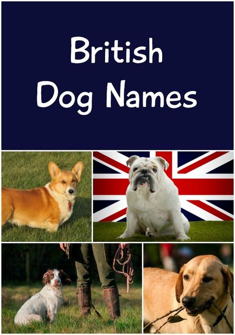 If you want a cultured, cool moniker for your pup, look no further than British dog names. Dog Names Aesthetic, Unusual Dog Names, Rare Dog Names, Cutest Puppy Breeds, Funny Dog Names, 4 Kittens, Beagle Names, Names Aesthetic, Names Male