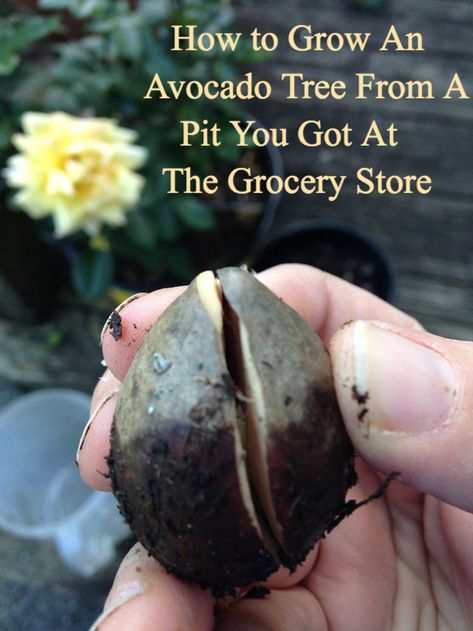 How to grow an avocado tree from a pit you got from an avocado at the grocery store Grow An Avocado Tree From A Pit, How To Grow Avocado From Pit, Growing Avocado From Pit, How To Grow An Avocado Tree From A Pit, How To Pick Avocado, Grow Avocado From Pit, Avocado Plant From Seed, How To Store Avocado, Avocado Seed Growing