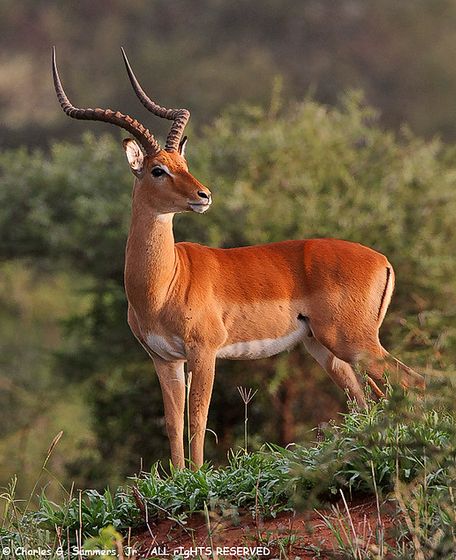 Impala (Aepyceros melampus) Impala Animal, African Animals Photography, Africa Animals, Wild Animals Pictures, African Wildlife, Wild Dogs, Flickr Photos, African Animals, Wildlife Animals