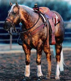 Horses on Pinterest | 5444 Pins Roping Horse, Quarter Horse, A Horse, Horses