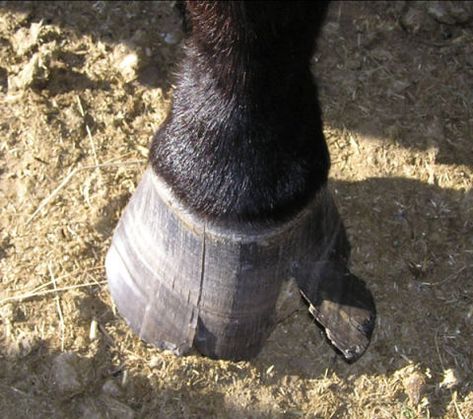 Horse Nutrition, Equine Veterinary, Horse Lessons, Horse Information, Horse Hoof, Healthy Horses, Horse Care Tips, Horse Info, Hoof Care