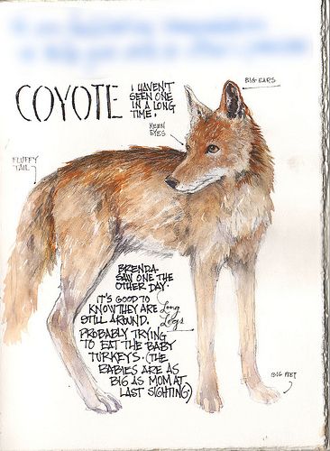 Coyote Coyote Mythology, Coyote Fursona, Coyote Sketch, Coyote Illustration, Coyote Facts, Coyote Aesthetic, Coyote Therian, Coyote Drawing, Coyote Art