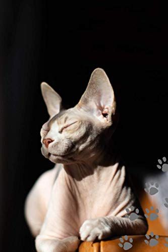 Cat Notebook: Sphynx Cat. Felis Catus. Cute Cat Journal Notebook with Interior Motifs. Perfect for Cat Lovers. Pedigr... Pedigree Cats, Cat Notebook, Cat Journal, Journals And Notebooks, Reading Apps, Sphynx Cat, Amazon Book Store, Sphynx, Buy A Cat