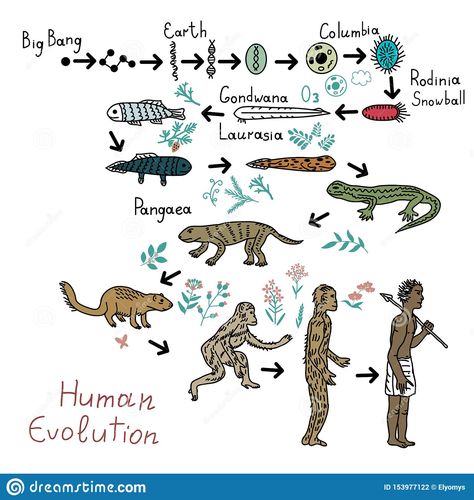 evolution - Google Search Human Evolution Timeline, Timeline Art, Chest Workout At Home, 90s Bollywood Fashion, Human Illustration, Evolutionary Biology, Water Creatures, Human Evolution, 90s Bollywood