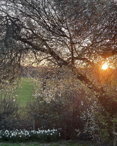 • “The first blooms of spring always make my heart sing.” ― S. Brown • #blossomwatch #springblossoms #plumtree #plumtreeblossoms… | Instagram Spring Perfume, Spring Palette, Plum Tree, March 27, Daffodils, My Heart, Singing, Blossom, The First