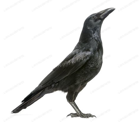 Side view of a Carrion Crow looking up, Corvus corone, isolated on white By Lifeonwhite¡¯s photos #Ad , #AD, #Carrion, #Crow, #Side, #view Crow Side Profile, Brahma Rooster, Carrion Crow, Graphic Designer Portfolio, French Bulldog Puppies, Shih Tzus, Side Profile, Dog Kennel, Bulldog Puppies