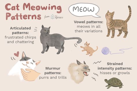 What Do Your Cat's Meows Mean? Cat Meow Meaning, Different Types Of Cats, Cat Communication, Getting A Kitten, Cat Fun, Mean Cat, Cat Whisperer, Cat Mama, Cat Meow