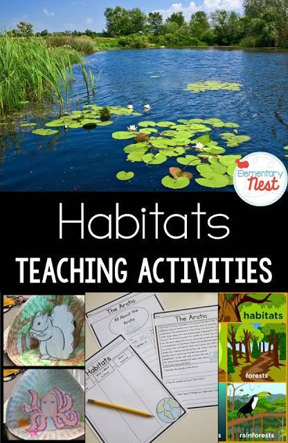 Here is the second blog in my mini science blog series. Yesterday, I blogged about Weather ideas in the classroom. Today, I am bringing you a Habitat focus! Just like the Weather blog, I am going to Habitats Activities, Teaching Habitats, Habitat Activities, Science Unit Studies, Second Grade Science, 1st Grade Science, Primary Science, Animal Science, Kindergarten Science