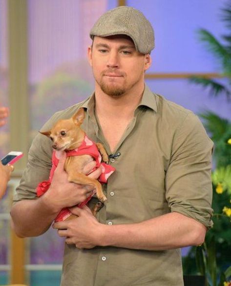 17 Celebrities With Chihuahuas - Page 2 of 6 - PetTime Chaning Tatum, White House Down, Celebrity Dogs, Cute Chihuahua, Chihuahua Love, Channing Tatum, Hottest Celebrities, American Actors, Dog Pictures