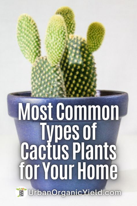 Types Of Cactus Plants Houseplant, Growing Cactus Outdoors, Growing Cactus From Clipping, Different Types Of Cactus Plants, House Cactus Plants, Cactus Types Chart, Cactus Indoor Plant, Types Of Cactus Plants Names, Cactus Care Indoor