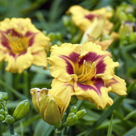 Yellow and Purple Daylilies by AngieC Purple Daylilies, Yellow Daylilies, Yellow Lilies, Tangled Wedding, Plant Bud, Purple Lily, Day Lilies, Stargazer Lily, Display Advertising