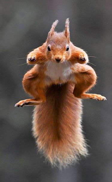 Squirrel Jumping, Squirrel Pictures, Squirrel Funny, Cute Squirrel, Red Squirrel, Animal Pics, Animal Wallpaper, Animal Tattoos, Sweet Animals