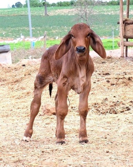 Cattle Pictures, Face Only, Bull Cow, Cattle Breeds, Cow Pictures, Dream Farm, Baby Cow, Farm Ranch