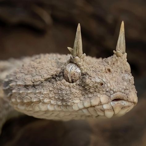 Desert horned viper. Photo: Mark Kostich. Horned Viper, Desert Lizards, Horned Lizard, Viper Snake, Becoming A Tattoo Artist, Pretty Snakes, Beast Creature, Cute Reptiles, Snake Art