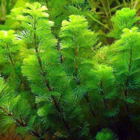 Choose from a variety of Aquarium Plants available from Arizona Aquatic Gardens, including the Cabomba Green Bunched Aquarium Plant Cabomba caroliniana. Click here for info! Freshwater Plants, Freshwater Aquarium Plants, Goldfish Pond, Aquatic Garden, Freshwater Aquarium Fish, Pond Plants, Aquarium Accessories, Natural Ecosystem, Fast Growing Plants