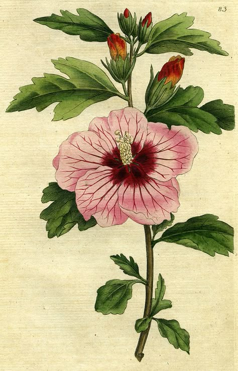 Biological Illustration, Fantasy Plants, Botanic Painting, Botanical Printables, Antique Botanical Print, Pink Hibiscus, Illustration Botanique, Vintage Botanical Prints, Botanical Illustrations