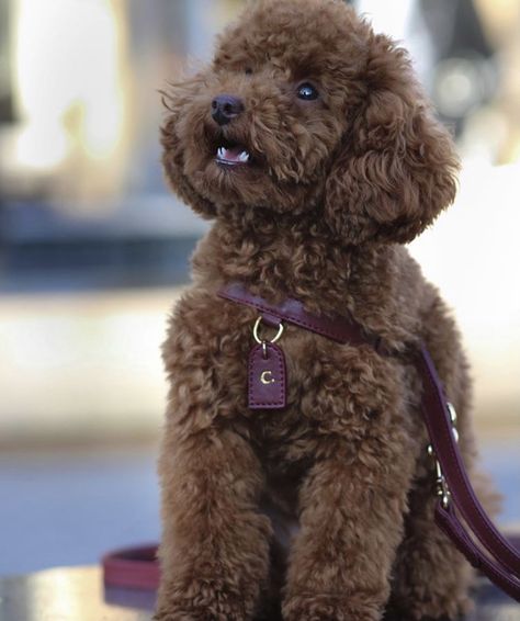 Minature Poodle Brown, Dark Brown Toy Poodle, Mini Puddle Dog, Toy Poodle Chocolate, Chocolate Mini Poodle, Red Toy Poodle Puppy, Chocolate Toy Poodle, Brown Toy Poodle, Red Toy Poodle