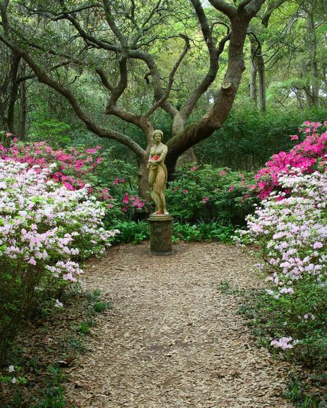 Garden Statues: Tips to Make Them Look Stunning in Your Yard Elizabethan Garden, Roanoke Colony, Manteo Nc, Forest Dweller, Roanoke Island, Secret Forest, Weeping Angel, Angel Statue, Forest Garden