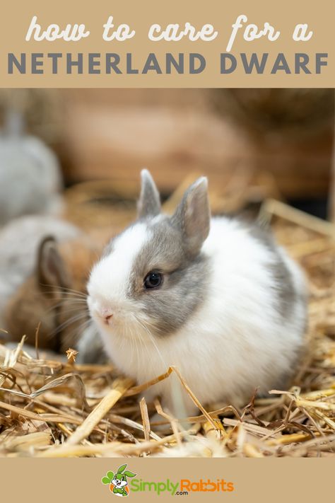 Let's explore the world of one of the most popular breeds of rabbits. How to care for a netherland dwarf rabbit, the smallest rabbit breed. #petrabbit #rabbitcare #rabbits #bunnies #rabbitbreeds Breeds Of Rabbits, English Angora Rabbit, Rabbit Facts, English Angora, Pet Rabbit Care, Flemish Giant, Rabbit Breeds, Mini Lop, Bunny Care