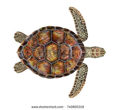 Sea Turtle Isolated. 3D rendering Turtle Top View, Cute Turtle Drawings, Sea Turtle Drawing, Sea Turtle Shell, Sea Turtle Pictures, Turtle Top, Turtle Images, Turtle Drawing, Cardboard Sculpture