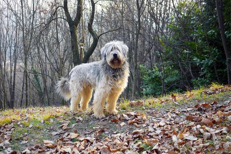 Bergamasco Sheepdog, Sheepdog Breeds, Apartment Dogs, Every Dog Breed, Breed Dogs, Herding Dogs, The Alps, Sporting Dogs, Left Alone