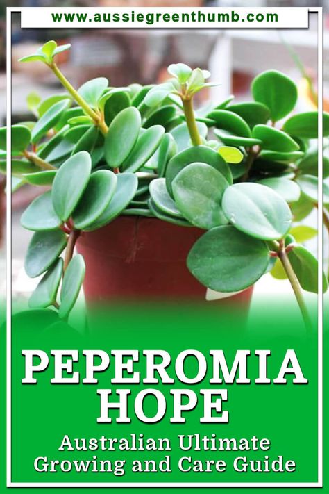 Radiator Plant, Peperomia Hope, Houseplant Tips, Plants Tips, Hope Flower, Peperomia Plant, Sustainable Gardening, Vegetable Garden For Beginners, Propagating Succulents