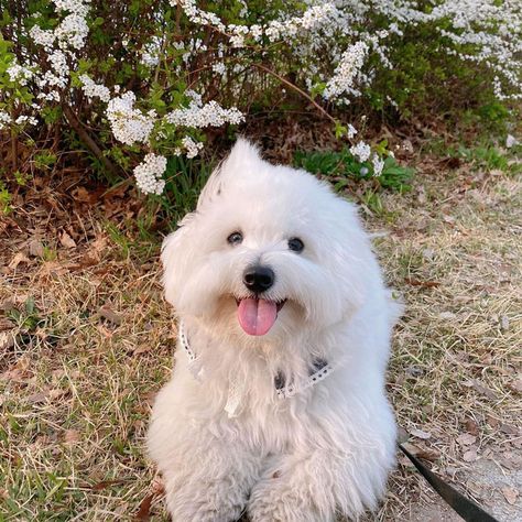 Estrela Mountain Dog, Unusual Dog Breeds, Coton De Tulear Dogs, Royal Dog, Dandie Dinmont Terrier, Swedish Vallhund, Rare Dog Breeds, Hairless Dog, Rare Dogs