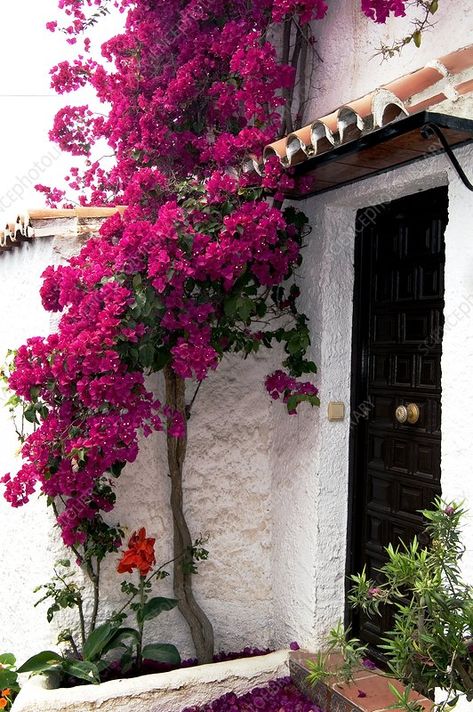 Bougainvillea 'Barbara Karst' Bougainvillea Trellis, Bougainvillea Tree, Garden Arbor, Garden Walkway, Wallpaper Flower, Rock Garden Landscaping, Gorgeous Gardens, Bougainvillea, Tropical Garden